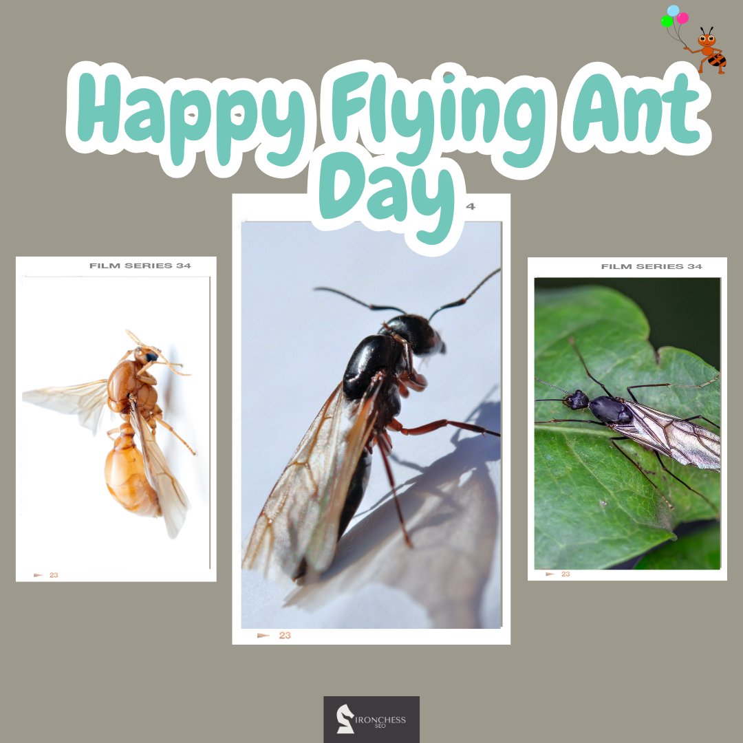 Ironchess_seo's tweet photo. Did you know "Flying Ant Day" usually happens in July? Winged ants take flight to mate &amp; start new colonies! At IronChess SEO + Marketing, we help pest control companies stay ahead. Reach out to our SEO specialists today! #IronChessSEO #DigitalMarketing #PestControlSEO https://t.co/rHHt7TLVlm