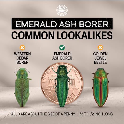 ORDeptForestry's tweet image. July is the peak time for adult emerald ash borers (EAB) to emerge. Adults mate and females then fly to lay their eggs on new ash or olive trees, eventually dooming those trees. A few harmless Oregon insects look like EAB. Learn to tell the difference at ow.ly/bgUu50Wiwoc