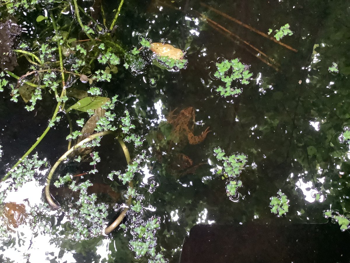 💚 Wildlife continues to thrive in and around our school pond thanks to the hard work of our Science and Nature Club students. 😊

🐸 This frog was one of the pond’s recent visitors, much to the delight of Year 7 pupil Arwena, who took this fantastic photo! 📸