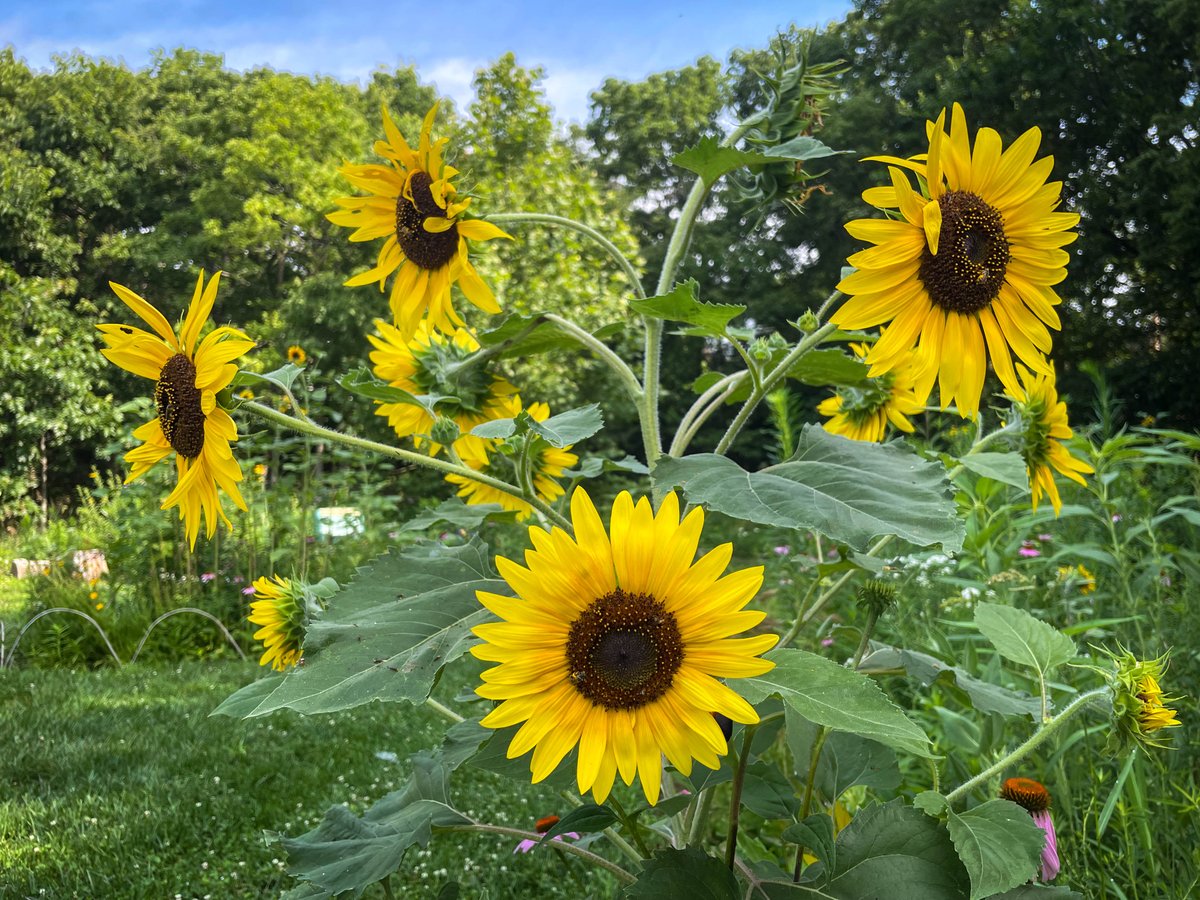 The east side of the Founders’ Garden is beaming with radiance thanks to these stunning sunflowers (𝐻𝑒𝑙𝑖𝑎𝑛𝑡ℎ𝑢𝑠 𝑎𝑛𝑛𝑢𝑢𝑠)! 🌻 Come enjoy the great weather, explore the garden, and let these brilliant blooms brighten your day.