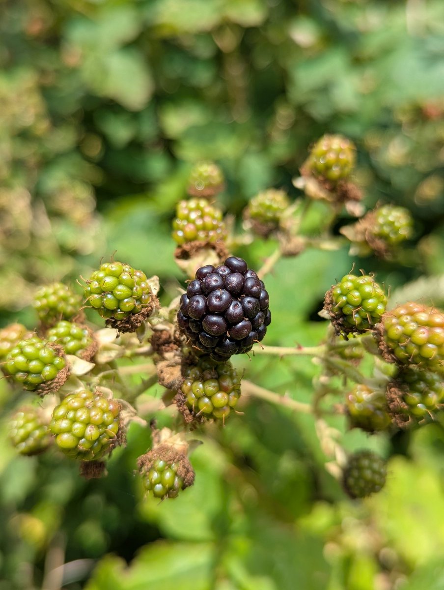 Blackberries are a summer fruit.