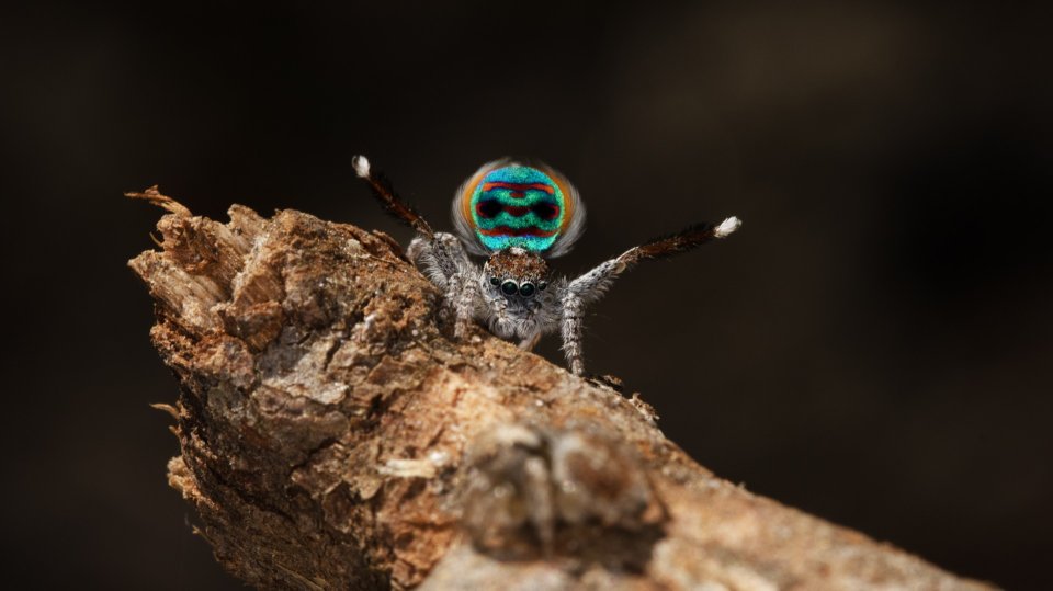 Showtime! This photo by Jonah Walker, PhD student here in Zoology, shows a tiny male peacock spider performing an elaborate dance to attract a mate.
Jonah describes his fieldwork finding these spiders as like Pokémon Go on a continental scale.
