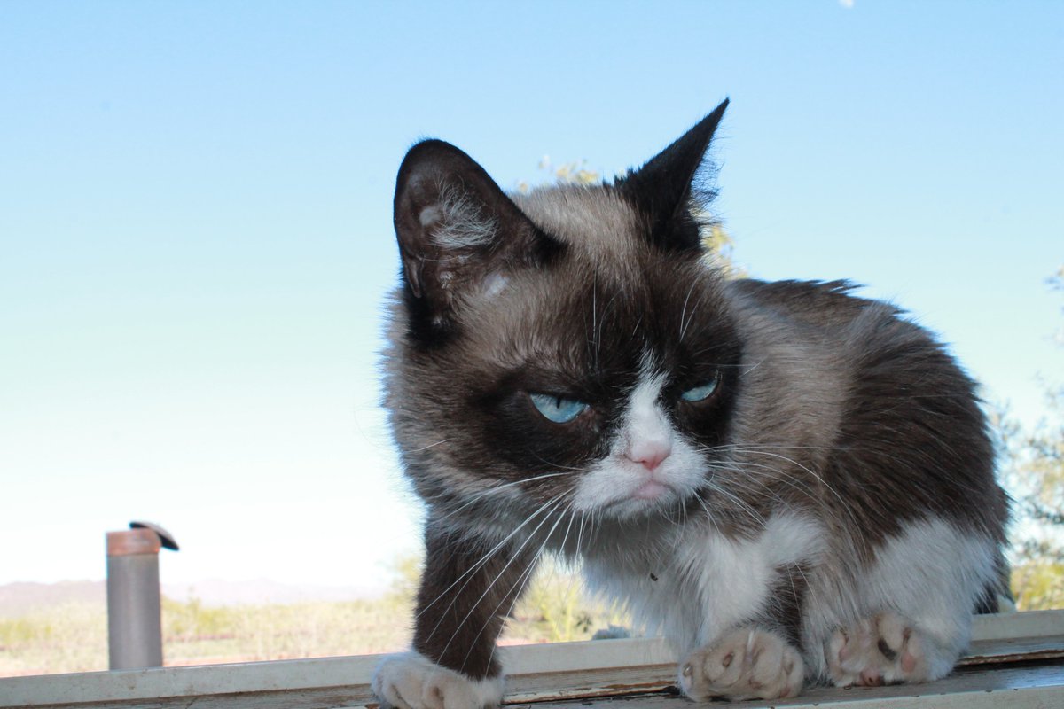 grumpycatcoin's tweet image. No sleep. Just vibes. And they’re all bad.