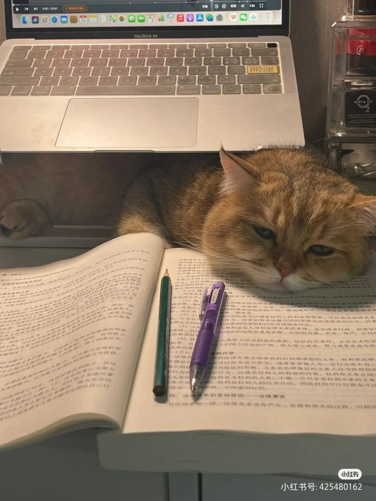 nocontextscats's tweet photo. He is tired of studying https://t.co/E7uLgQoZUn
