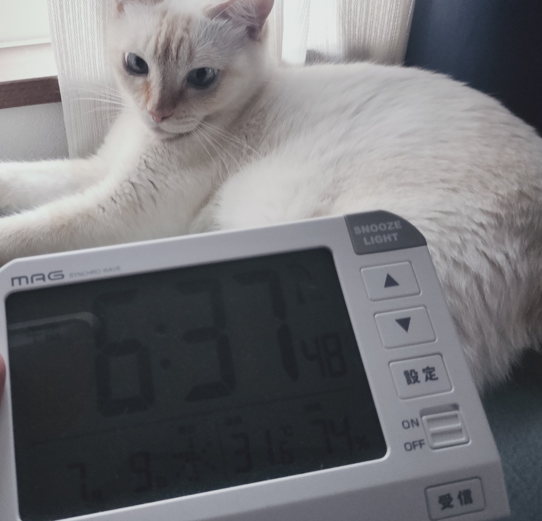 佳　泥棒猫 泥棒猫 - Hungry Cat - - YouTube