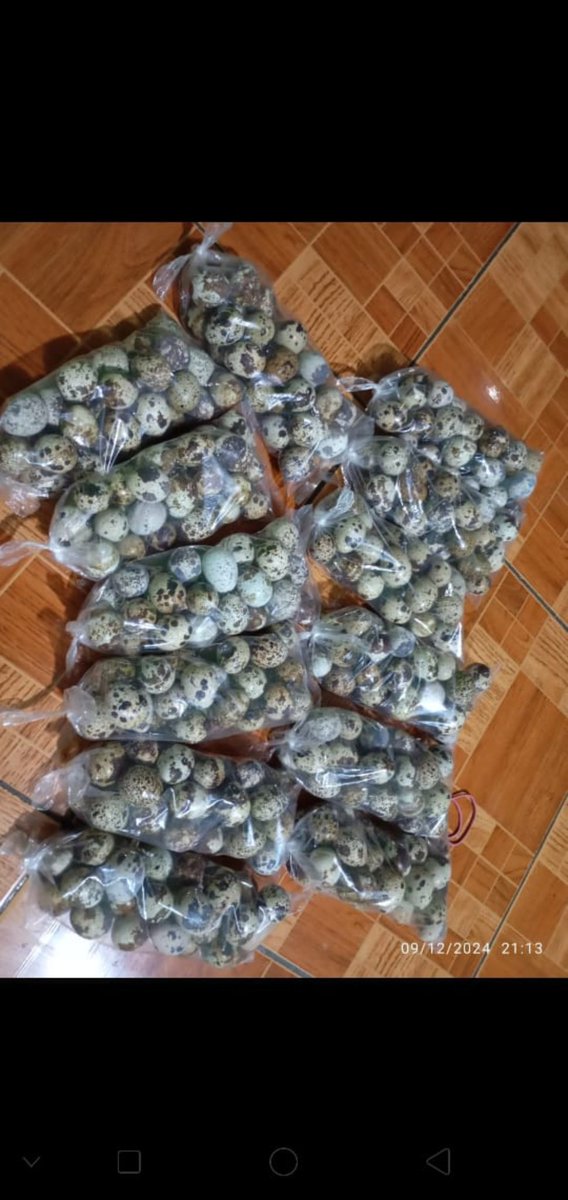 thefutureofJSK's tweet photo. Gais, ada yang nyari/mau beli telur puyuh gaaaa, bisa matang/mentah yeaaa
Kalo mentah 10rb dpt 24 butir
Kalo matang 10rb/20 butir
Minat DM yeaaaa😍😍 https://t.co/ZKU6x9pc1Y