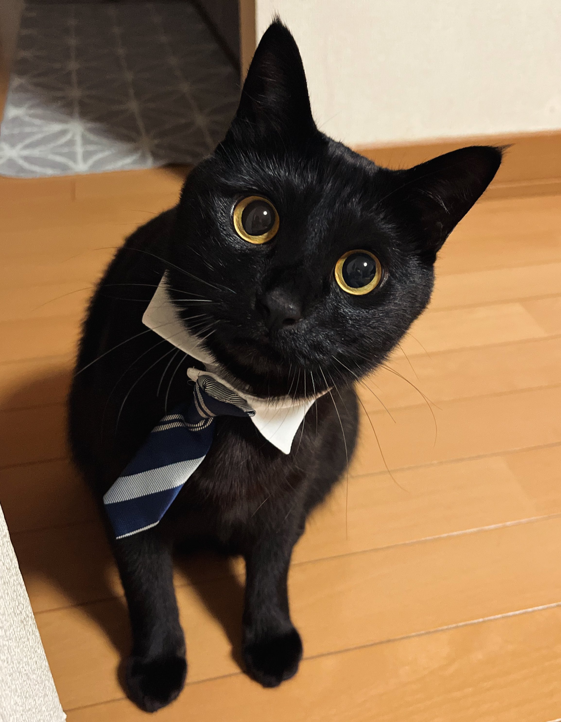 黒ねこちゃん モデル猫ちゃん ฅ^•ω•^ฅ