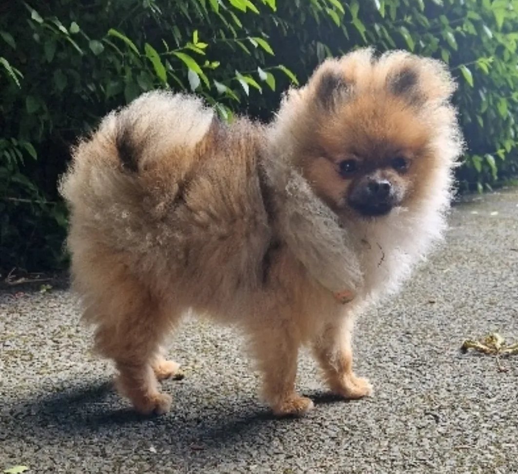 🏡 Little ZURI has been found safe after 11 days ❤ She is back in her home with her elated family ❤ #REUNITED 
Thank you everyone 🏡