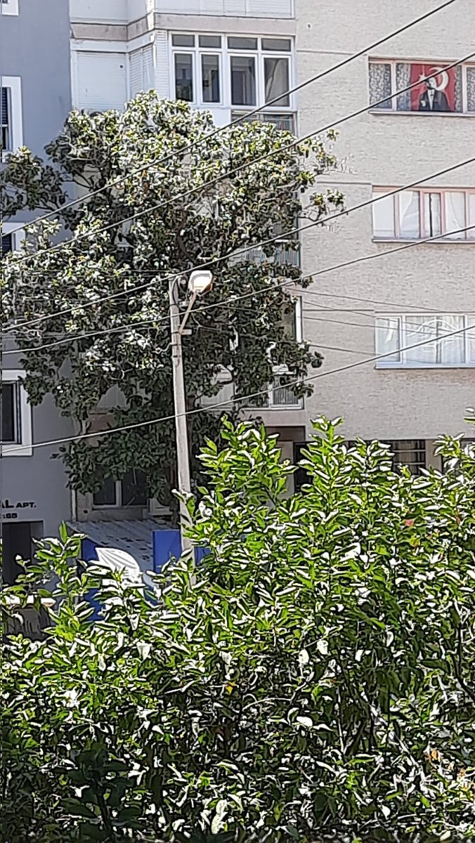 nrtn3545's tweet photo. Güpegündüz sokak lambaları yanıyor. Üstelik günlerdir böyle!
#gedizelektrik #karşıyakabelediyesi
İzmir Karşıyaka Bahçelievler 
Fotoğraf şu ana aittir. https://t.co/gQy4qptb79