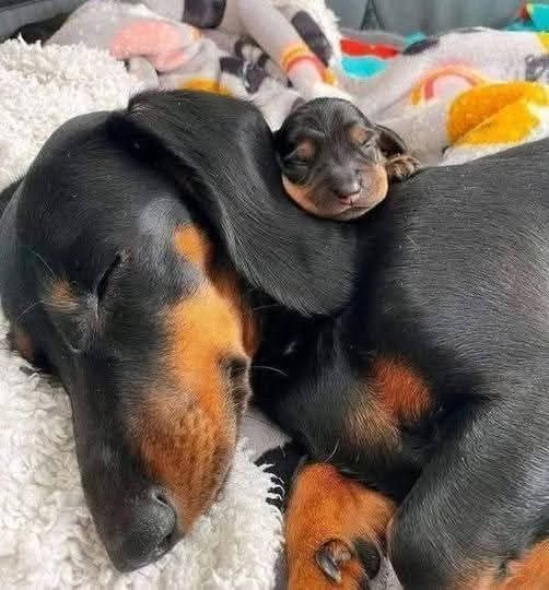 Dachshund (@daschundlovers2) on Twitter photo 