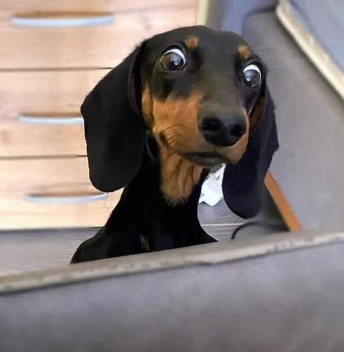 Dachshund (@daschundlovers2) on Twitter photo 