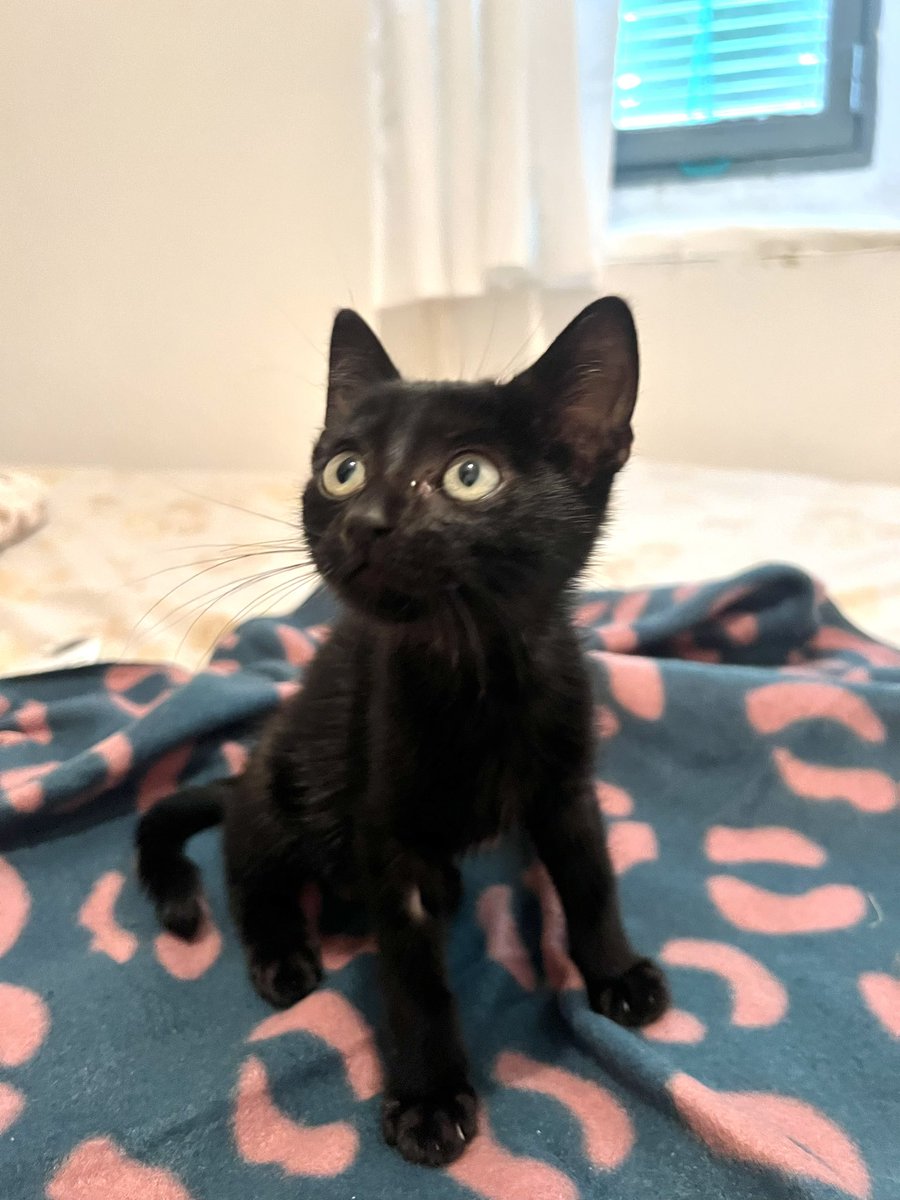 ¡Rufus busca hogar! Tiene dos meses y es muy cariñoso ♥️ Lo encontré hace unos días solito, malviviendo debajo de los coches. Interesados escribidme. 
Los RT son bienvenidos 🥰