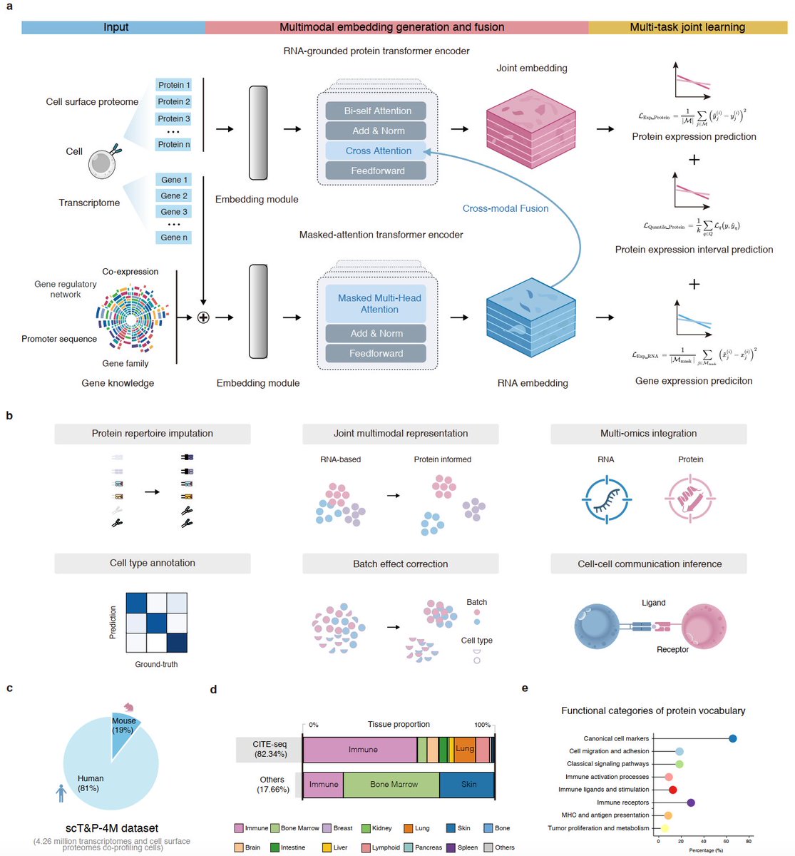 1/
CAPTAIN is coming!
We are excited to introduce our new single-cell multimodal foundation model, CAPTAIN.
📄 Preprint: biorxiv.org/content/10.110…
💻 Code: github.com/iamjiboya/CAPT…