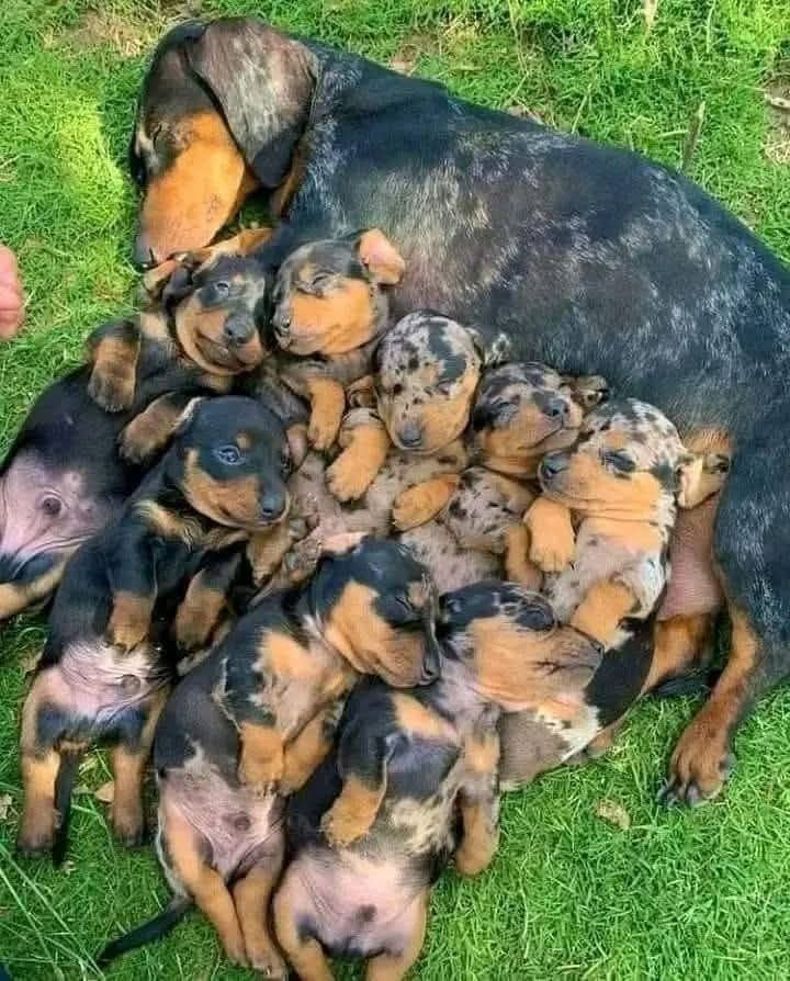 Dachshund (@daschundlovers2) on Twitter photo 