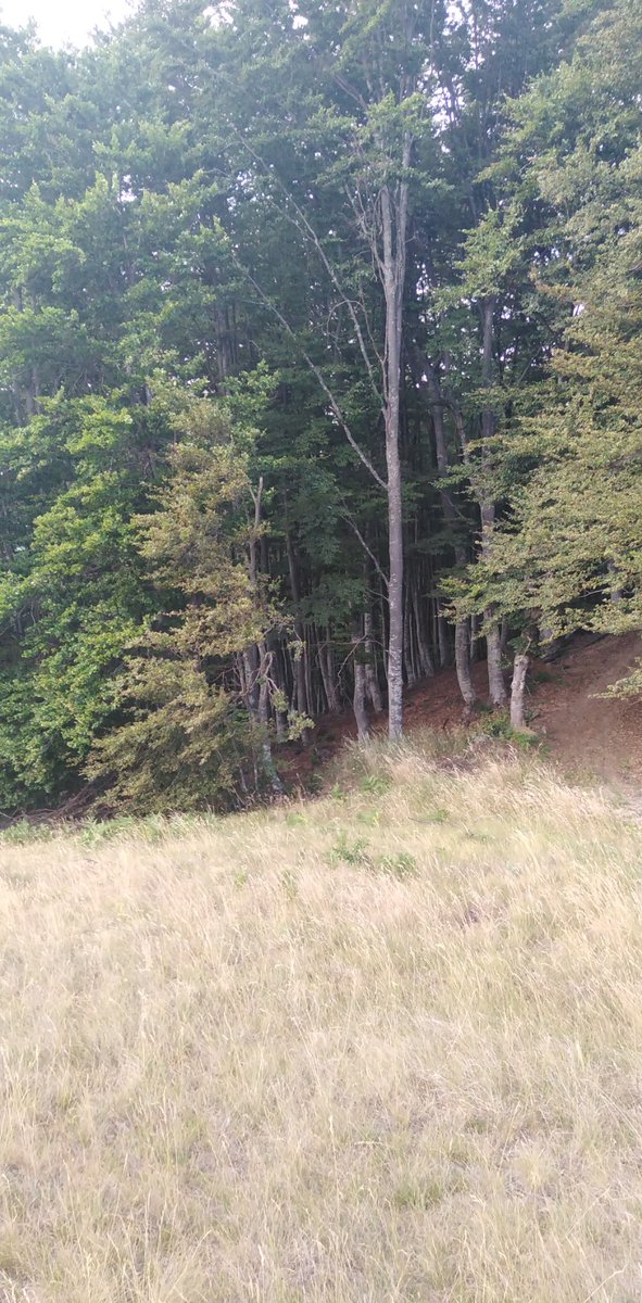 Laganih 14 stepeni ✔