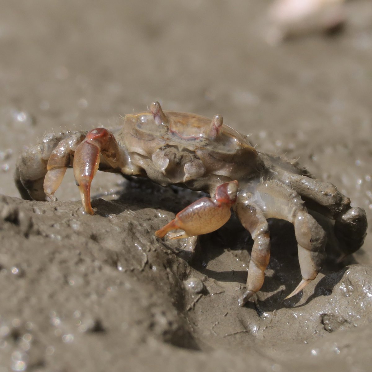 昨日に続き、こちらもムツハアリアケガニの仲間、Paracleistostoma depressum です。台湾の泥干潟にて。
Paracleistostoma depressum found on a mudflat in Tiwan.
#crab #カニ #invertebrate