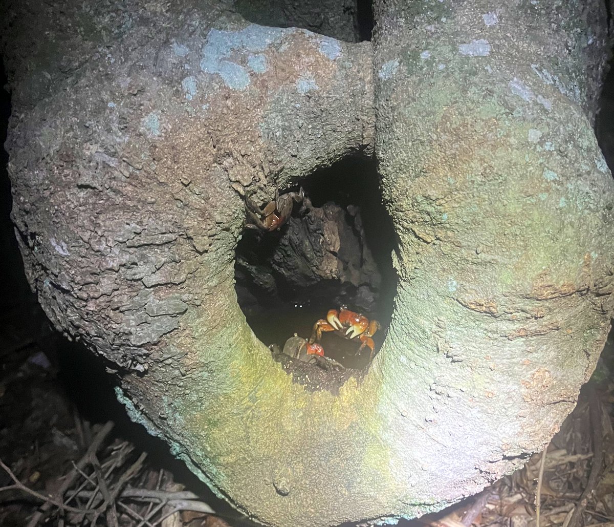 kani_spider's tweet photo. 【速報】

樹上の洞穴に出来た水溜まりで暮らす
カニが見つかる

カニが木登りをして住処を作っている https://t.co/SaC3PWjRFr