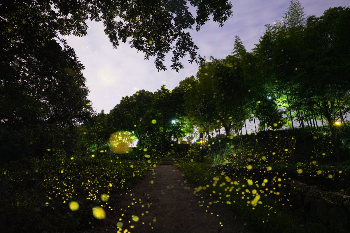 DiscoverYuhang's tweet photo. ✨Follow the glow of fireflies into the heart of #Jingshan, #Yuhang. Let nature light up your summer nights with its quiet magic.🌌🌿 #FireflySeason #SummerNights https://t.co/HPnt5hikNs