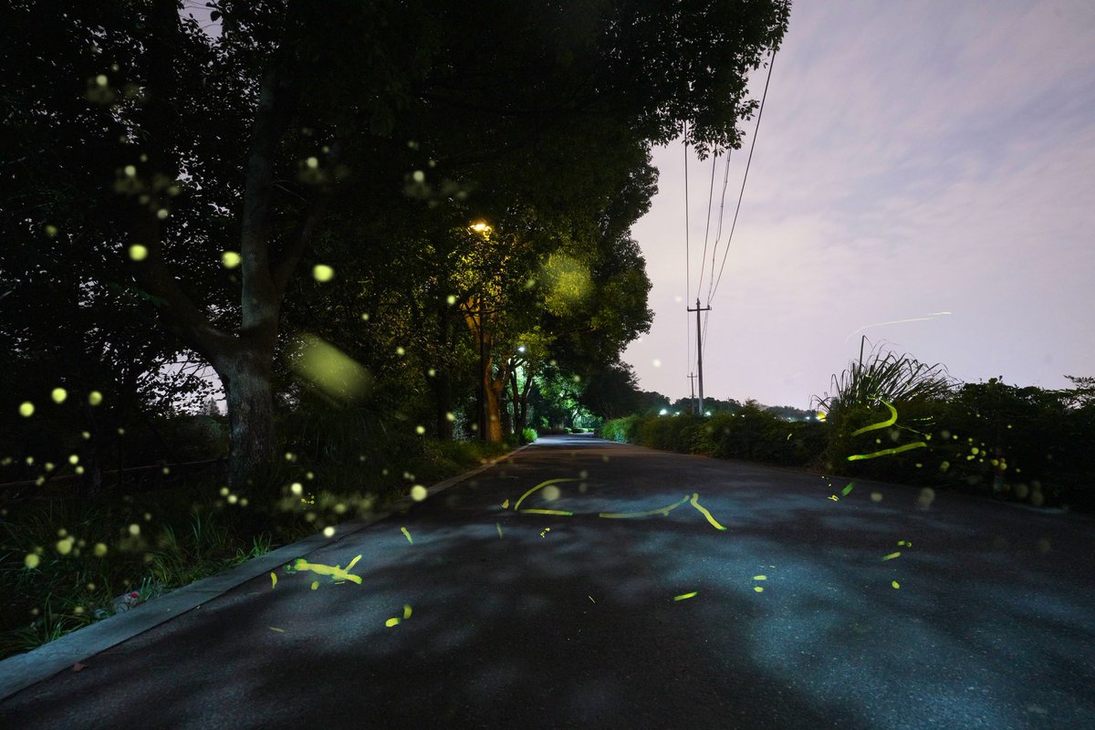 DiscoverYuhang's tweet photo. ✨Follow the glow of fireflies into the heart of #Jingshan, #Yuhang. Let nature light up your summer nights with its quiet magic.🌌🌿 #FireflySeason #SummerNights https://t.co/HPnt5hikNs