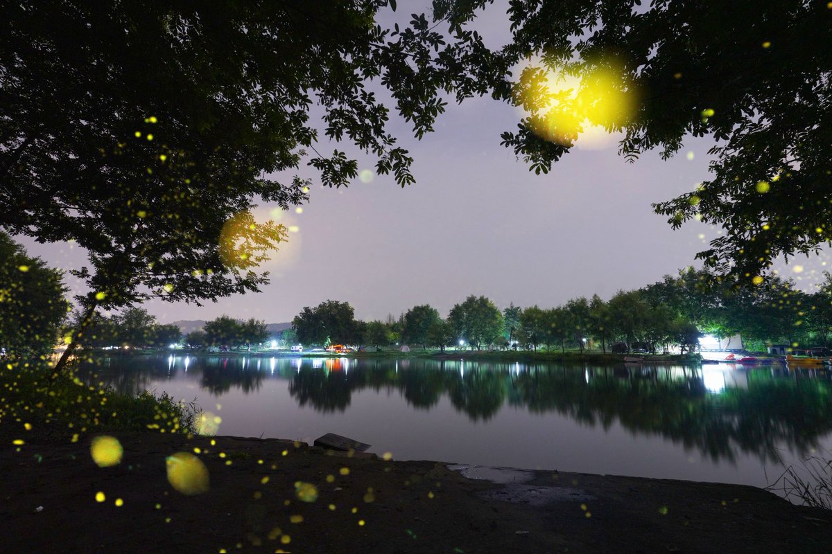 DiscoverYuhang's tweet photo. ✨Follow the glow of fireflies into the heart of #Jingshan, #Yuhang. Let nature light up your summer nights with its quiet magic.🌌🌿 #FireflySeason #SummerNights https://t.co/HPnt5hikNs