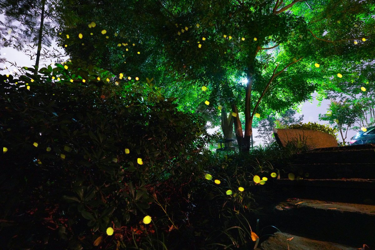 DiscoverYuhang's tweet photo. ✨Follow the glow of fireflies into the heart of #Jingshan, #Yuhang. Let nature light up your summer nights with its quiet magic.🌌🌿 #FireflySeason #SummerNights https://t.co/HPnt5hikNs