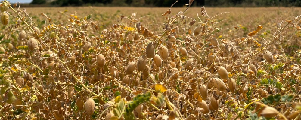 Récolte du #poischiche : ne pas trop attendre !
La moisson peut commencer dès 16 % d’humidité. 
En cas de récolte trop précoce ou trop tardive, les grains verts risquent d’altérer la qualité du lot.
👉terresinovia.fr/-/assurer-une-…