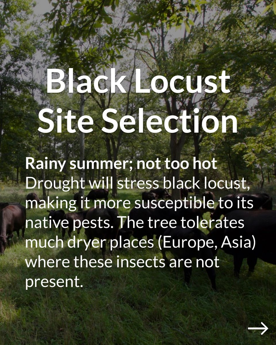 Propagate tweet media