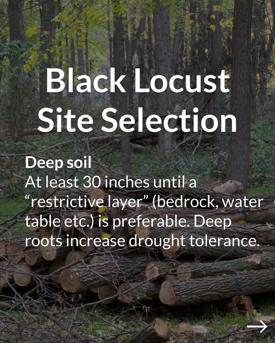 Propagate tweet media