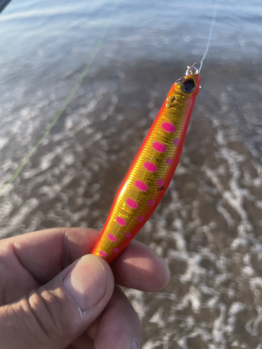 今年も会えた北海道マゴチ！しかも札幌ルアーフェスタ限定カラーで🌴
#PALMS  #GIG海サクラスペシャル90S