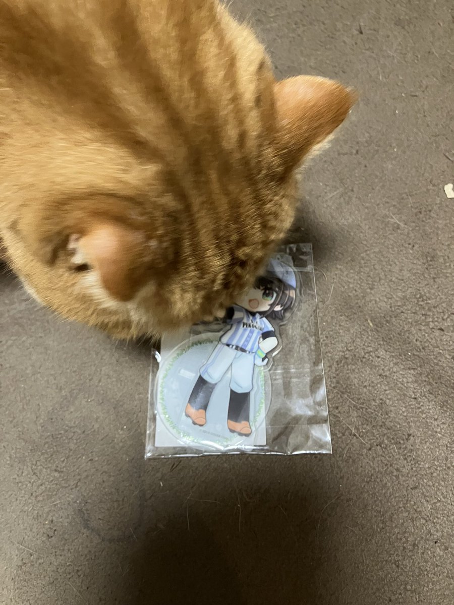 しゃも (@side23in) / Posts / X