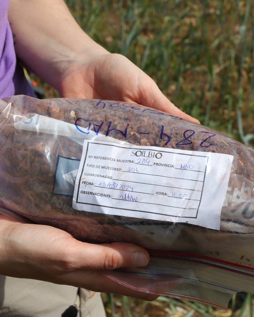 Investigadores del Instituto de Investigación Vitivinícola y Agroalimentaria y del grupoFEBIMED están realizando un artículo para el proyecto SOILBIO que evalúa el efecto del manejo del suelo utilizando la mesofauna como bioindicador del estado de salud y funcionamiento del suelo