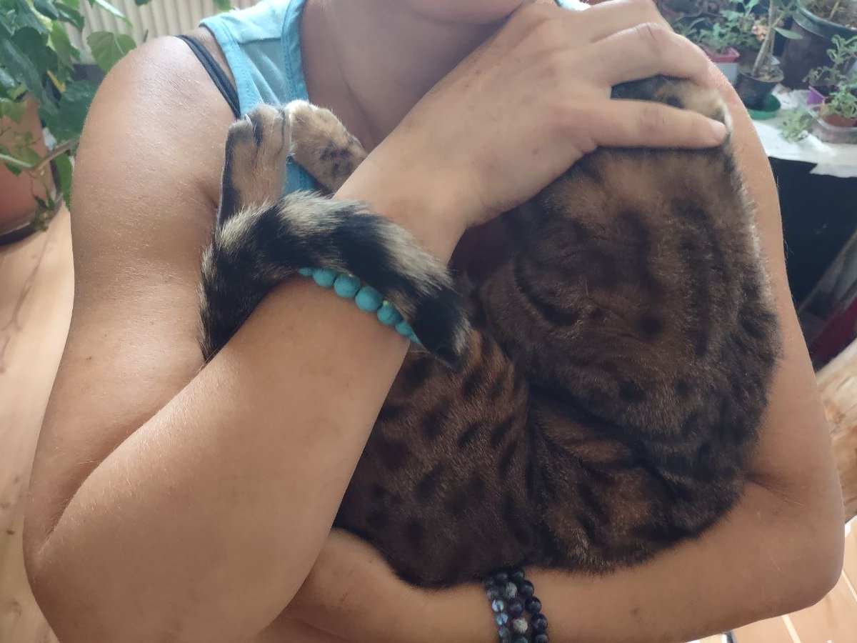 Believe it or not this one of my favorite position to be pet -head covered, in the arms blissfully chirping my love songs to Lily @hedgewatchers pals 😋😼😹 #ThrowbackThursdays #teamBengal #Hedgewatch