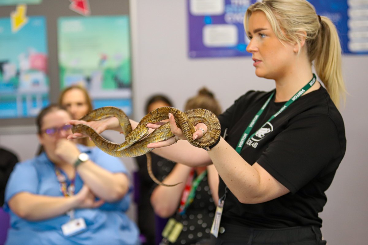 NewColBradford's tweet image. One of the many exciting workshops happening in college today is ZooLab! 🐍🪳 Students have had the chance to get up close and hands-on with a range of exotic creatures — from cockroaches and stick insects to snakes! 😱