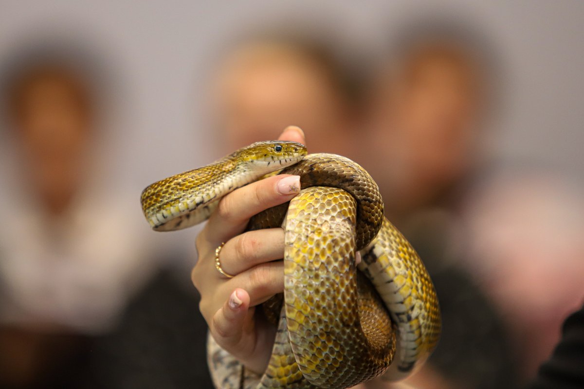 NewColBradford's tweet image. One of the many exciting workshops happening in college today is ZooLab! 🐍🪳 Students have had the chance to get up close and hands-on with a range of exotic creatures — from cockroaches and stick insects to snakes! 😱