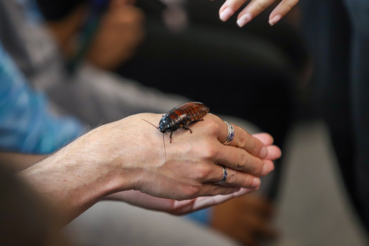 NewColBradford's tweet image. One of the many exciting workshops happening in college today is ZooLab! 🐍🪳 Students have had the chance to get up close and hands-on with a range of exotic creatures — from cockroaches and stick insects to snakes! 😱