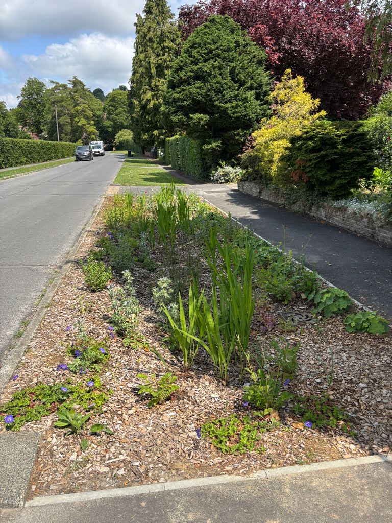 MeristemDesign's tweet image. June was a good month for our Surrey rain gardens 🌸💧
Beautiful blooms above. Smart drainage below.
From flood prevention to pollinator habitats - SuDS at its best.
#RainGardens #SuDS #FloodResilience #GreenInfrastructure #Caterham