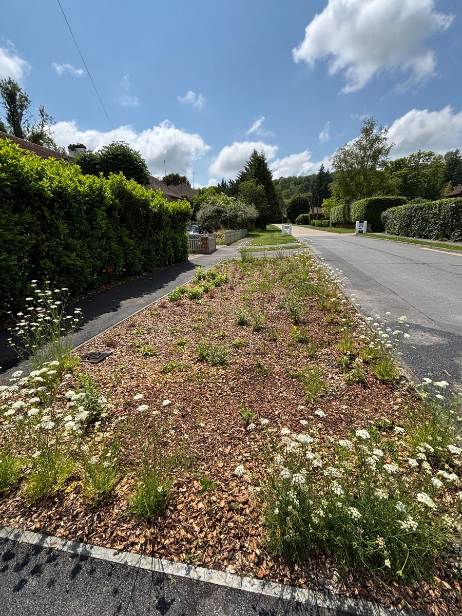 MeristemDesign's tweet image. June was a good month for our Surrey rain gardens 🌸💧
Beautiful blooms above. Smart drainage below.
From flood prevention to pollinator habitats - SuDS at its best.
#RainGardens #SuDS #FloodResilience #GreenInfrastructure #Caterham
