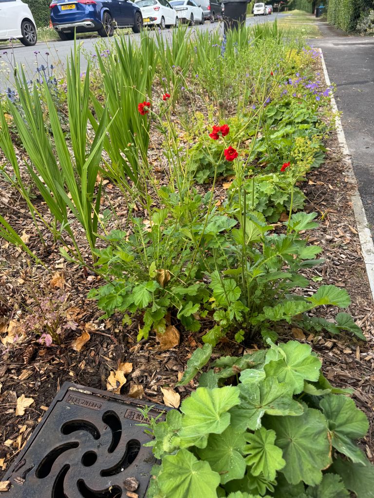 MeristemDesign's tweet image. June was a good month for our Surrey rain gardens 🌸💧
Beautiful blooms above. Smart drainage below.
From flood prevention to pollinator habitats - SuDS at its best.
#RainGardens #SuDS #FloodResilience #GreenInfrastructure #Caterham