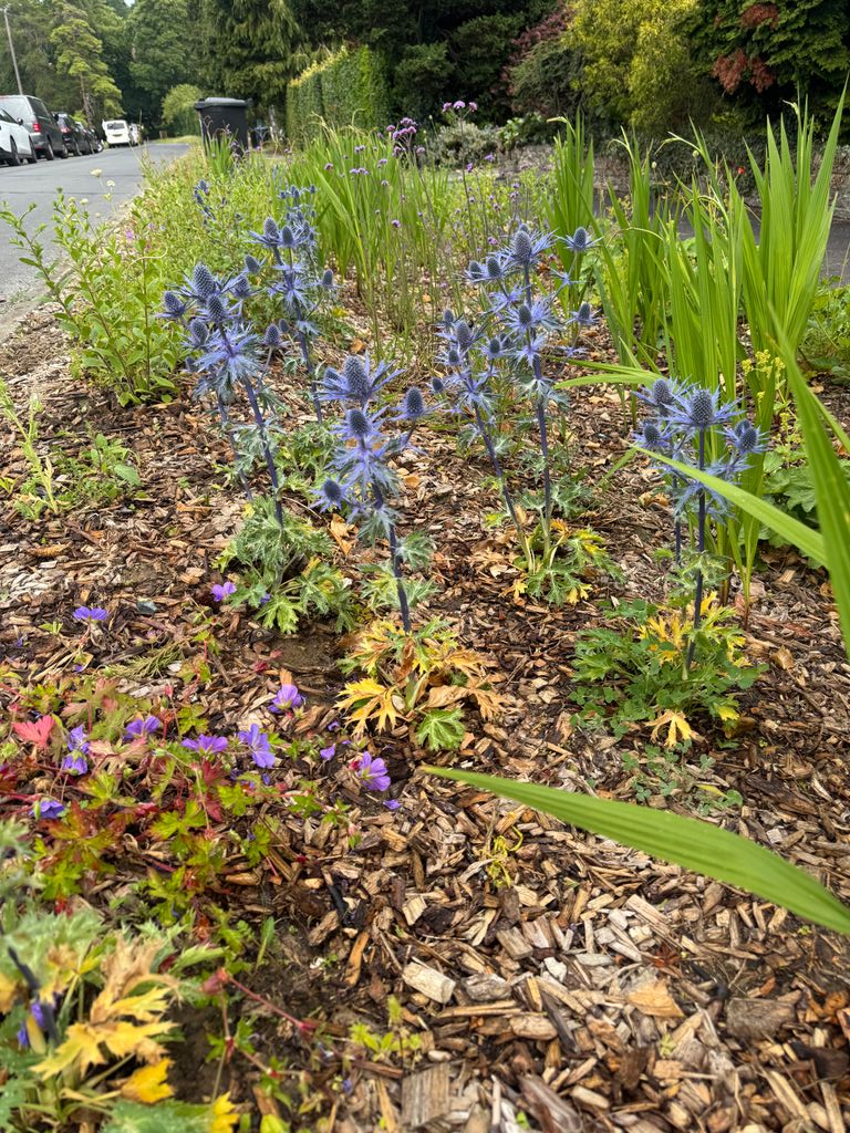 MeristemDesign's tweet image. June was a good month for our Surrey rain gardens 🌸💧
Beautiful blooms above. Smart drainage below.
From flood prevention to pollinator habitats - SuDS at its best.
#RainGardens #SuDS #FloodResilience #GreenInfrastructure #Caterham
