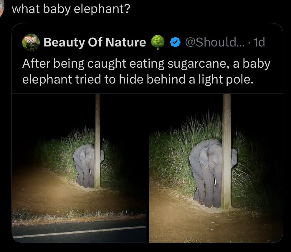 ㅈㄴ귀여워

: 사탕수수를 몰래 먹다 걸린 아기코끼리가 가로등 뒤에 숨으려 하고있습니다

@: 무슨 아기코끼리? 암것도없는데