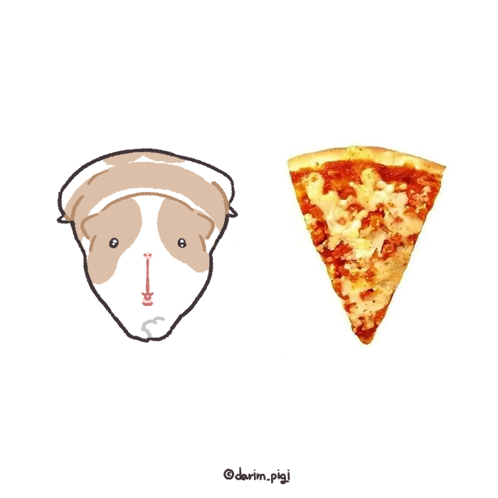 darim_pigi's tweet image. 핏자기니
