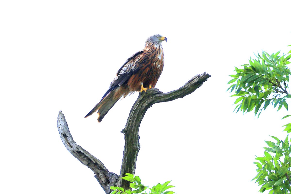 robin_tyrrell's tweet photo. Sample of wildlife at @EnglishHeritage #WrestPark with my new #Canon lens #R8 https://t.co/UpORxnHXnv