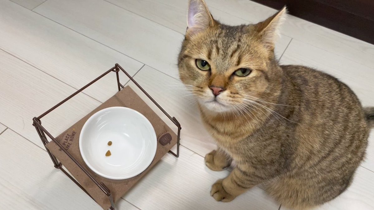 MiniraDiary's tweet image. ごはんが袋から2粒だけ落ちて夜ごはんがこれだけと勘違いした猫の顔