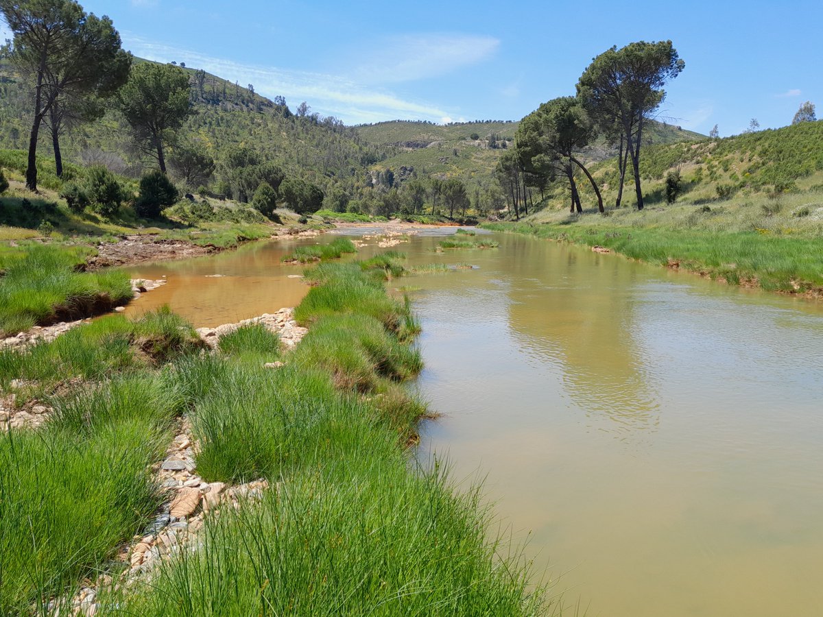 Atalaya Riotinto (@atalayariotinto) on Twitter photo 💧 Desde 2016, en Atalaya trabajamos para mejorar la calidad del agua en Riotinto.
📚Hoy, estudios de la <a href="/UniHuelva/">Universidad de Huelva</a> confirman que las cuencas del Tinto y el Odiel se están recuperando.
🌱Un avance clave para el futuro ecológico y social del suroeste andaluz. 💧 Desde 2016, en Atalaya trabajamos para mejorar la calidad del agua en Riotinto.
📚Hoy, estudios de la <a href="/UniHuelva/">Universidad de Huelva</a> confirman que las cuencas del Tinto y el Odiel se están recuperando.
🌱Un avance clave para el futuro ecológico y social del suroeste andaluz.