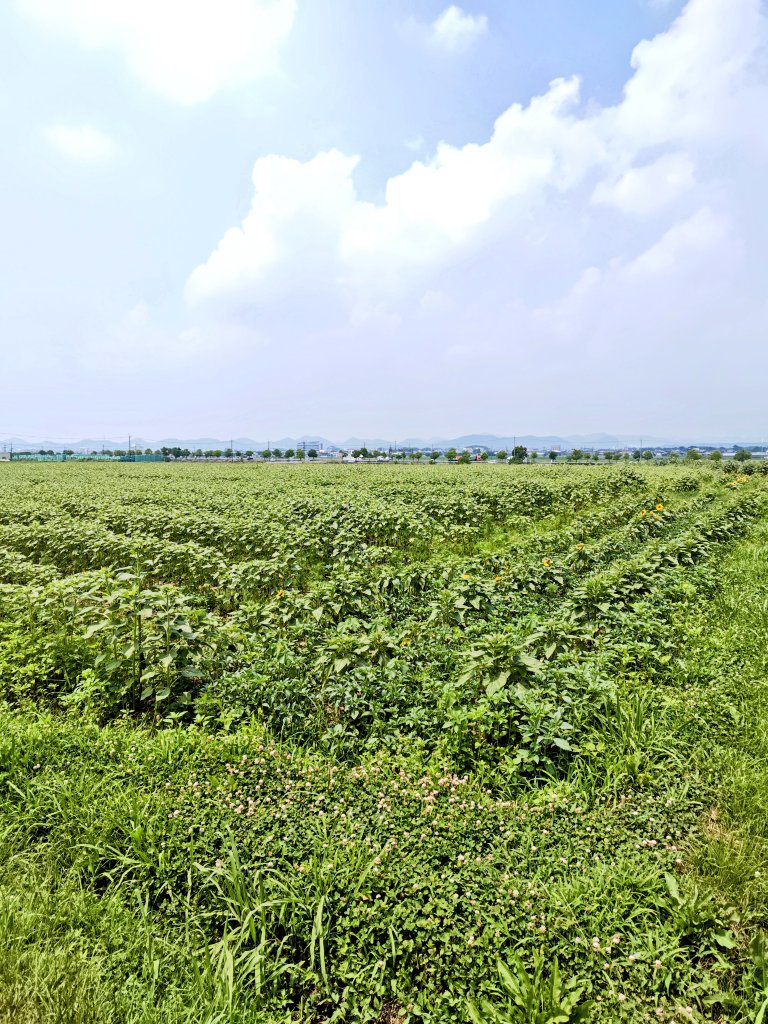 tolucky0722's tweet photo. コロナ禍以前の2019年
#小田和正 さん🎵
#ENCOREENCORE!!全国アリーナツアー
#神戸ワールド記念ホール公演
#御当地紀行 で訪れた
#小野市ひまわりの丘公園 🌻
ひまわりの花🌻ちらほら咲き
7月21日頃が見頃らしいです!!
#共進牧場ミルカーズ の
極上ジャージープリン🍮
「まいうーっ!!」でした!!😋👍✨ https://t.co/MGnzJanhAI