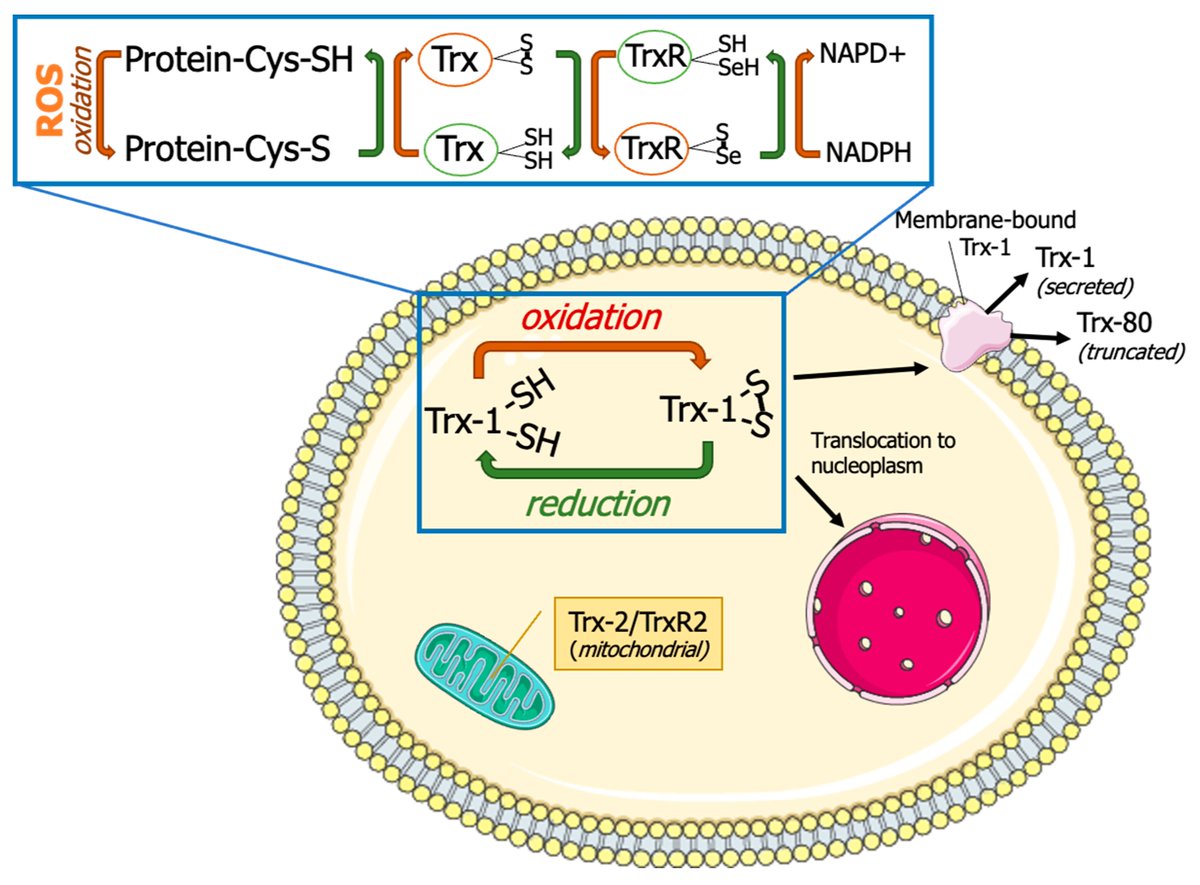 #MostCitedPapers 🧪🧠

2024 Article by Shcholok and Eftekharpour: "Insights into the Multifaceted Roles of Thioredoxin-1 System: Exploring Knockout Murine Models" 🔬🐁

👀 Article Views: 3015
🔖 Citations: 6

🔗mdpi.com/2710644

#RedoxBiology #Thioredoxin #OxidativeStress