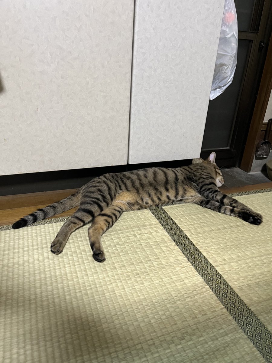 今日も１日お疲れ様です★
~晴天続き☀️は嬉しいんだが🥵…今日は蒸し暑さもあってえらかったです(*_* )
~夕暮れ☆またモヤですね☁️陽の光も負けてない☀︎

シャワー上がり､一瞬だけ膝の上に来てくれた😽見直したら右手乗ってなかったのね~ w
今宵もお腹満たして寝てナウ😼 ★ｵﾂ~
#保護猫 #猫 #海