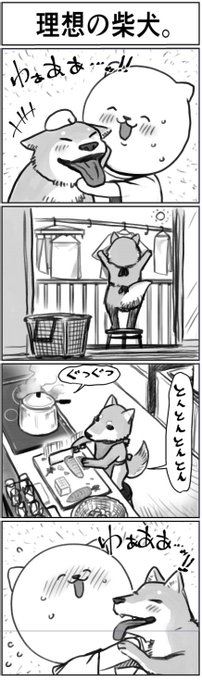 理想の柴犬。