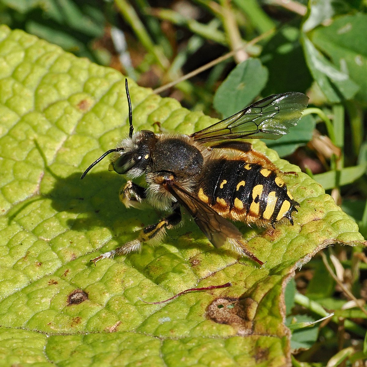 jwood_t's tweet image. More excitement with another male Wool Carder Bee turning up yesterday (& today) and this one is more marked. Interestingly holding territory at the same cultivated Betony - has it picked up the scent of the other male or do they like pink? 馃槈馃