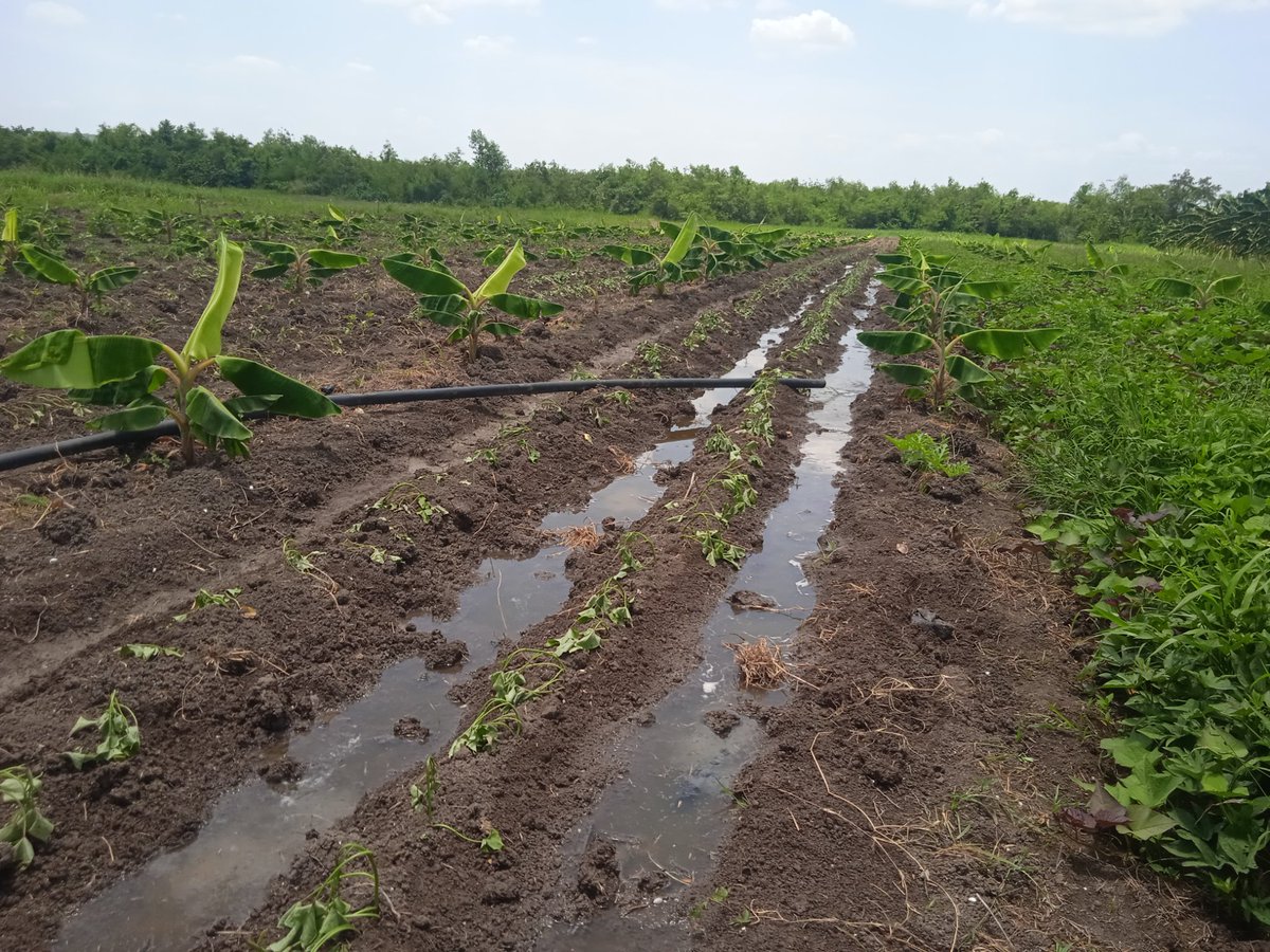 La producción de alimentos en #Contramaestre tarea de primer orden #SantiagoDeCuba